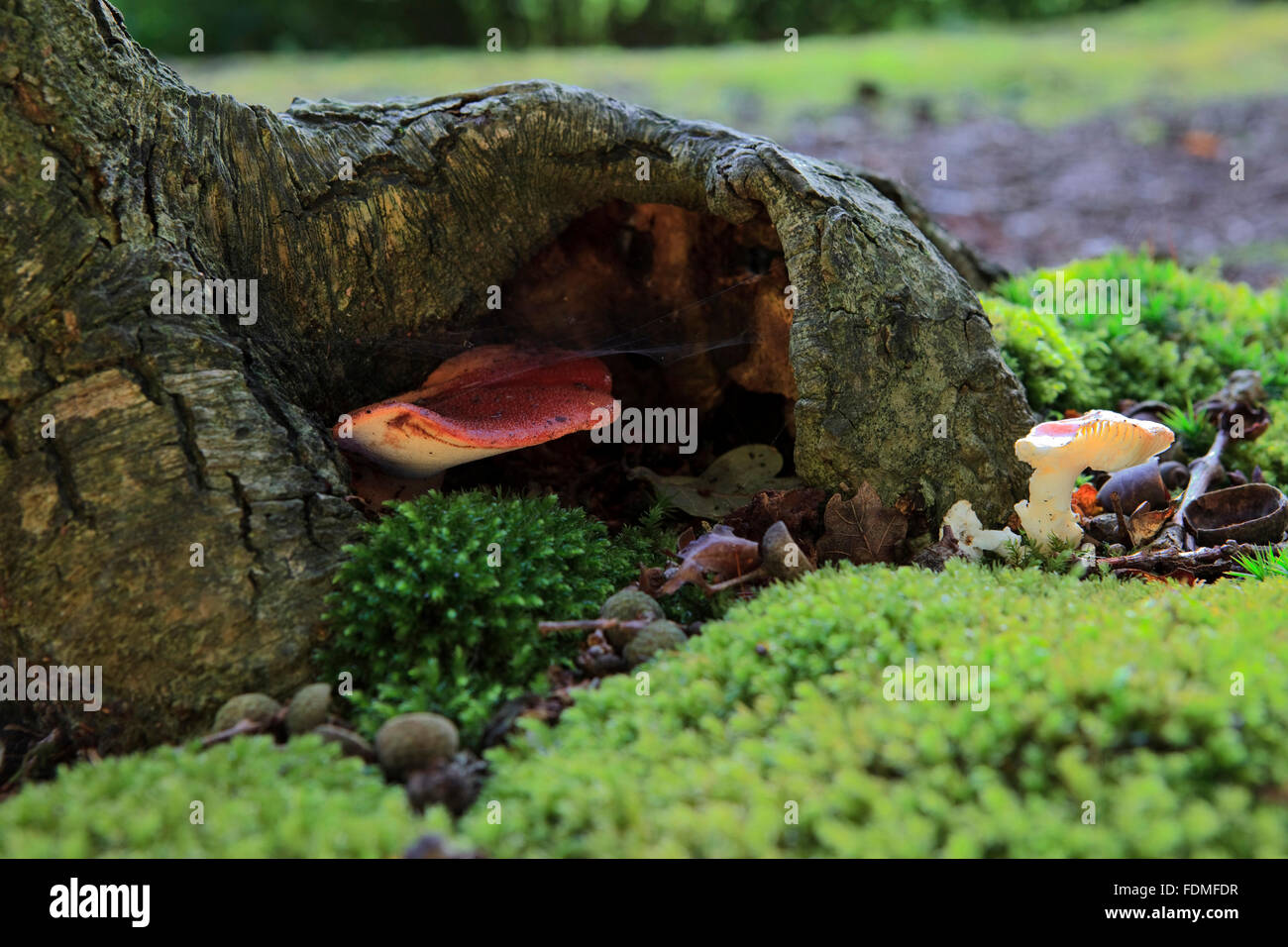 Beefsteak fungus / beefsteak polypore / ox tongue (Fistulina hepatica / Boletus hepaticus) Stock Photo