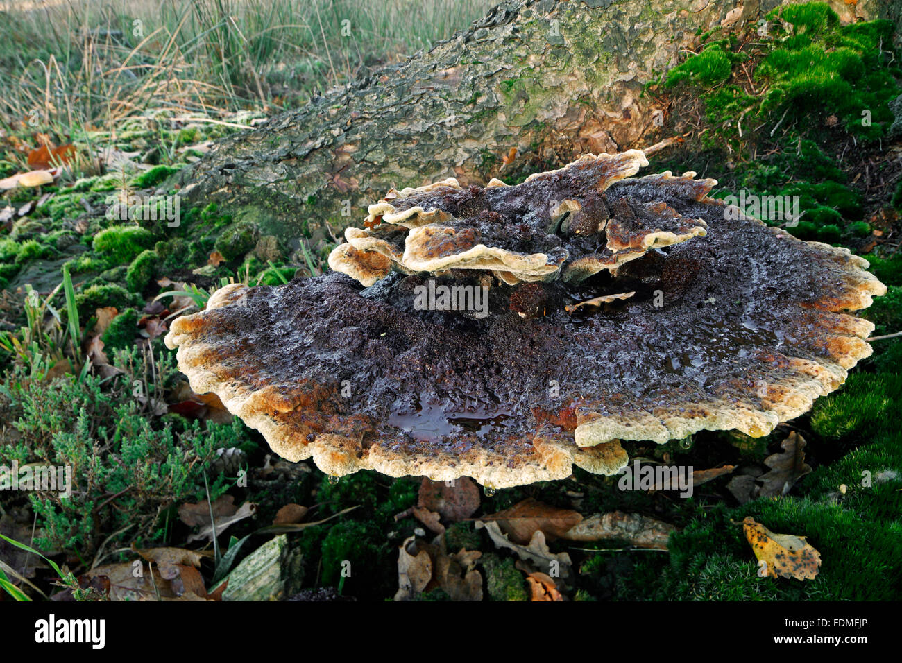 Velvet-top fungus / dyer's polypore / dyer's mazegill (Phaeolus schweinitzii) Stock Photo