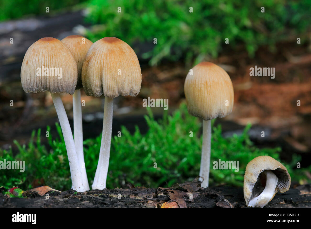 Mica cap / shiny cap / glistening inky cap (Coprinellus micaceus / Agaricus micaceus) Stock Photo