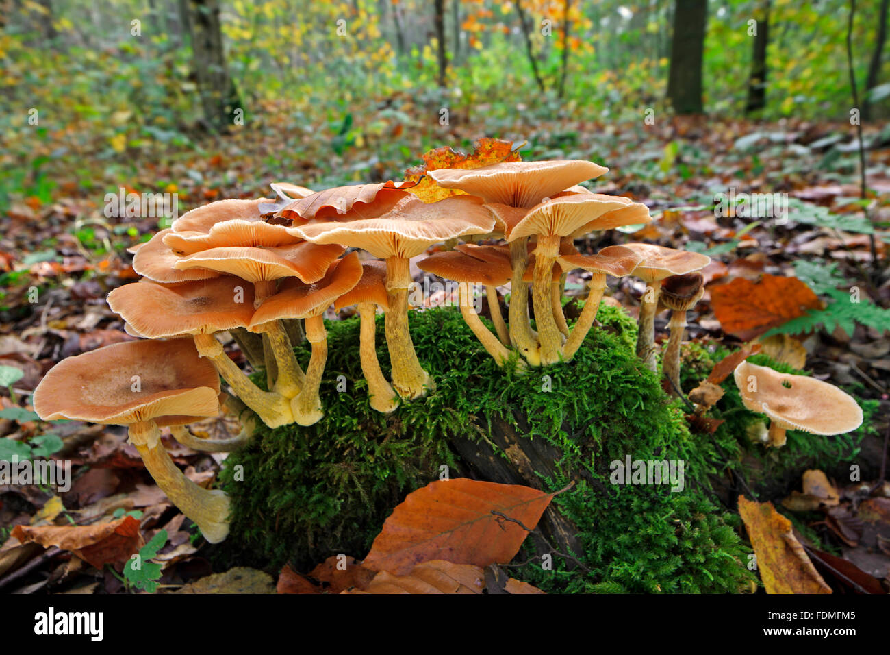 Dark honey fungus (Armillaria solidipes / Armillaria ostoyae) Stock Photo