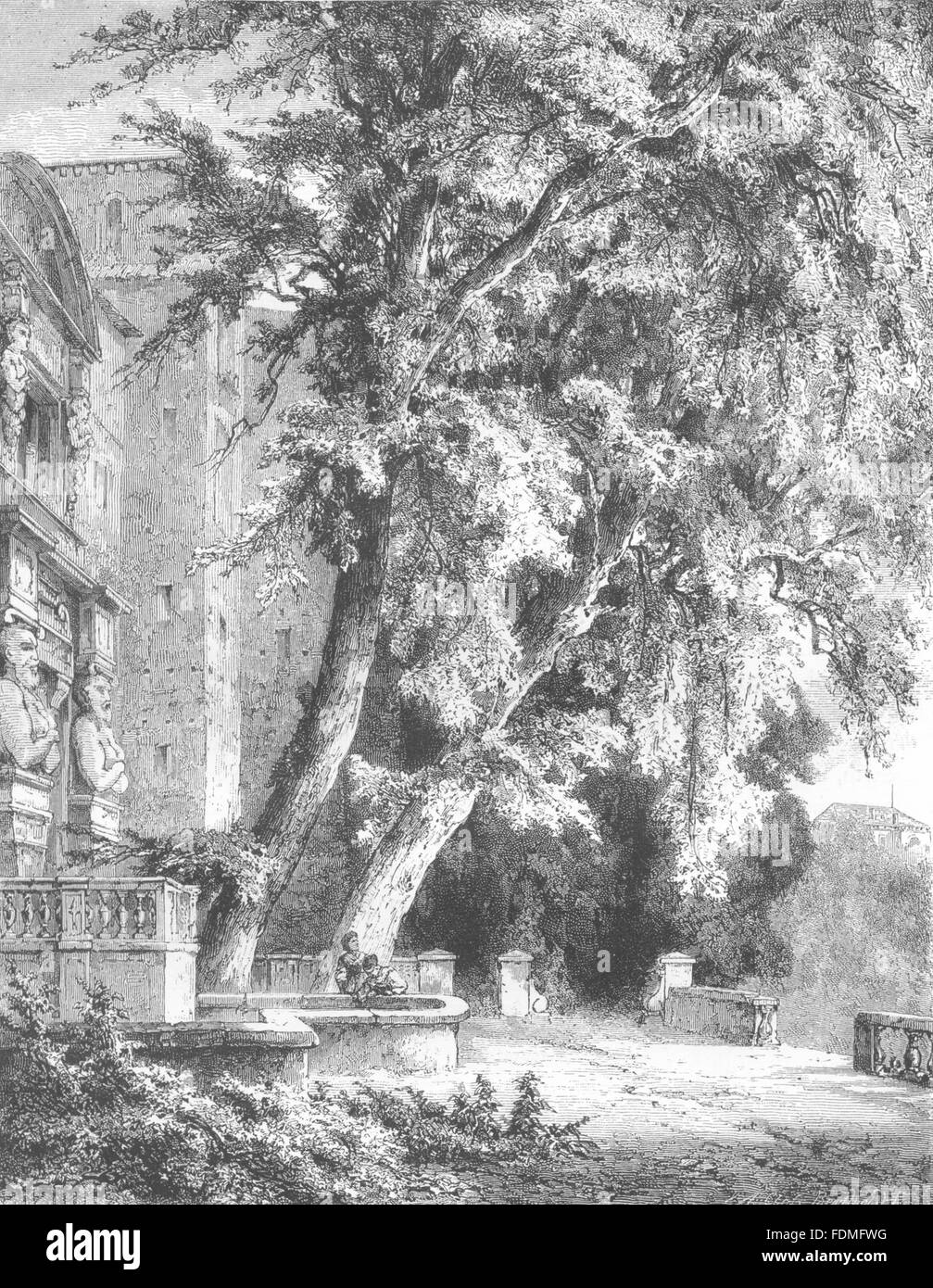 ROME: Old Trees in the Villa D'este, antique print 1877 Stock Photo