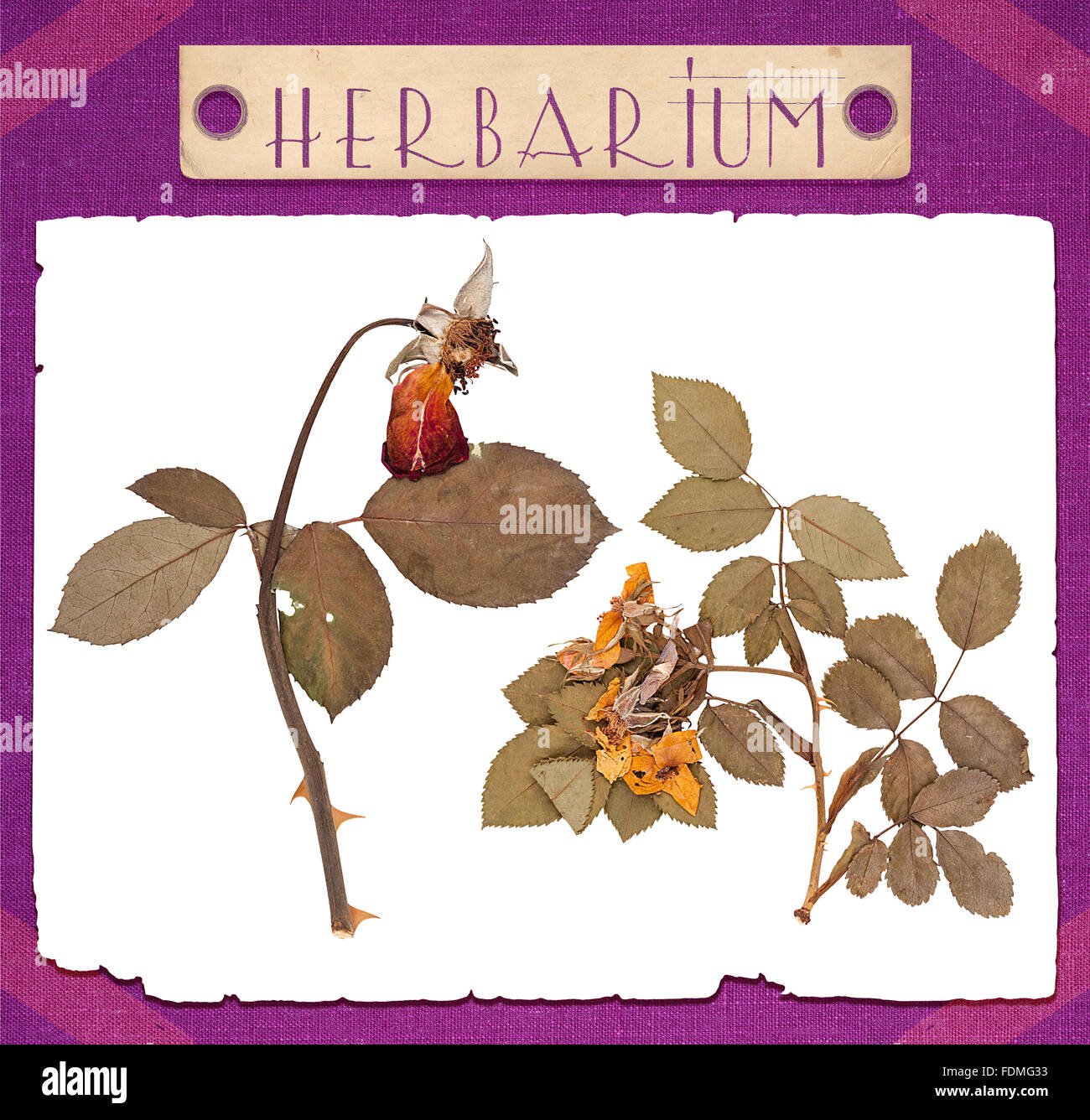 Pressed flowers leaves and shoots of rose isolated Stock Photo Alamy