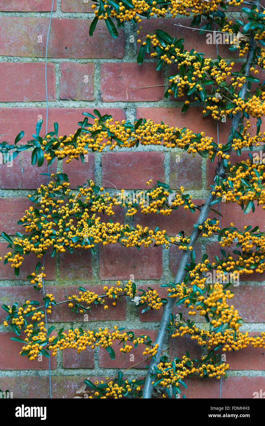 Pyracantha rogersiana. Asian firethorn shrub with yellow berries Stock Photo