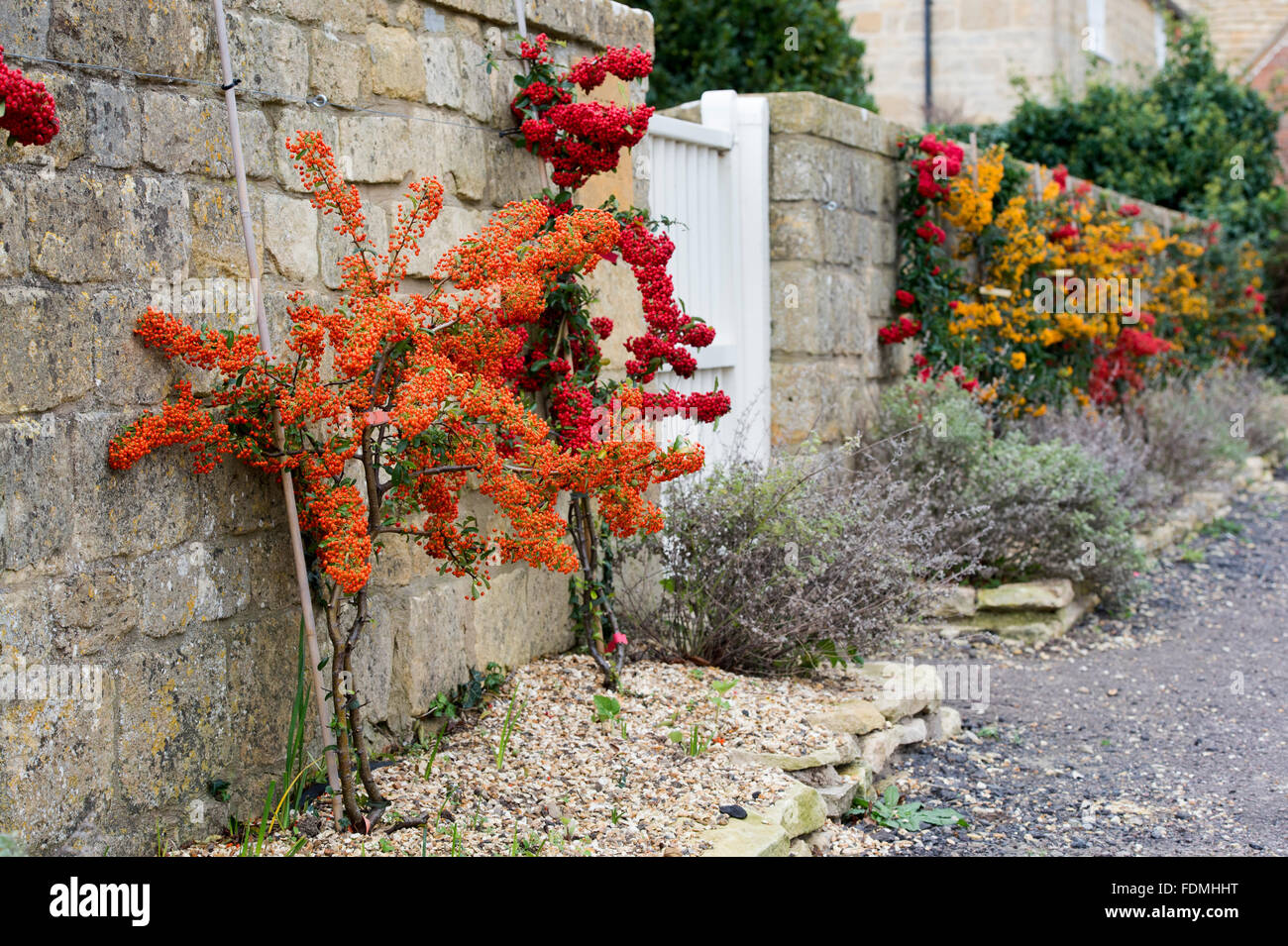 Pyracantha rogersiana. Asian firethorn shrubs with berries against a cotswold stone wall. Cotswolds, England Stock Photo
