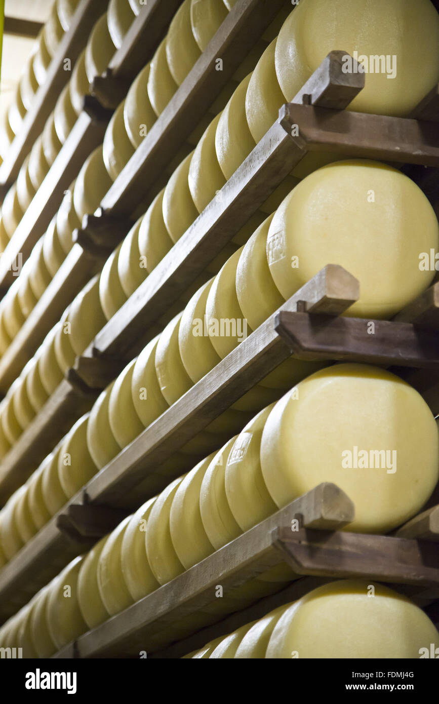 Chamber maturation of Parmesan cheese in the region of Serra da Canastra Stock Photo
