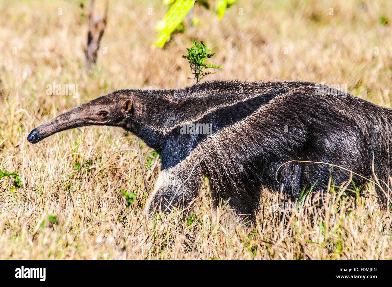 Anteater in the Serra do Roncador Stock Photo