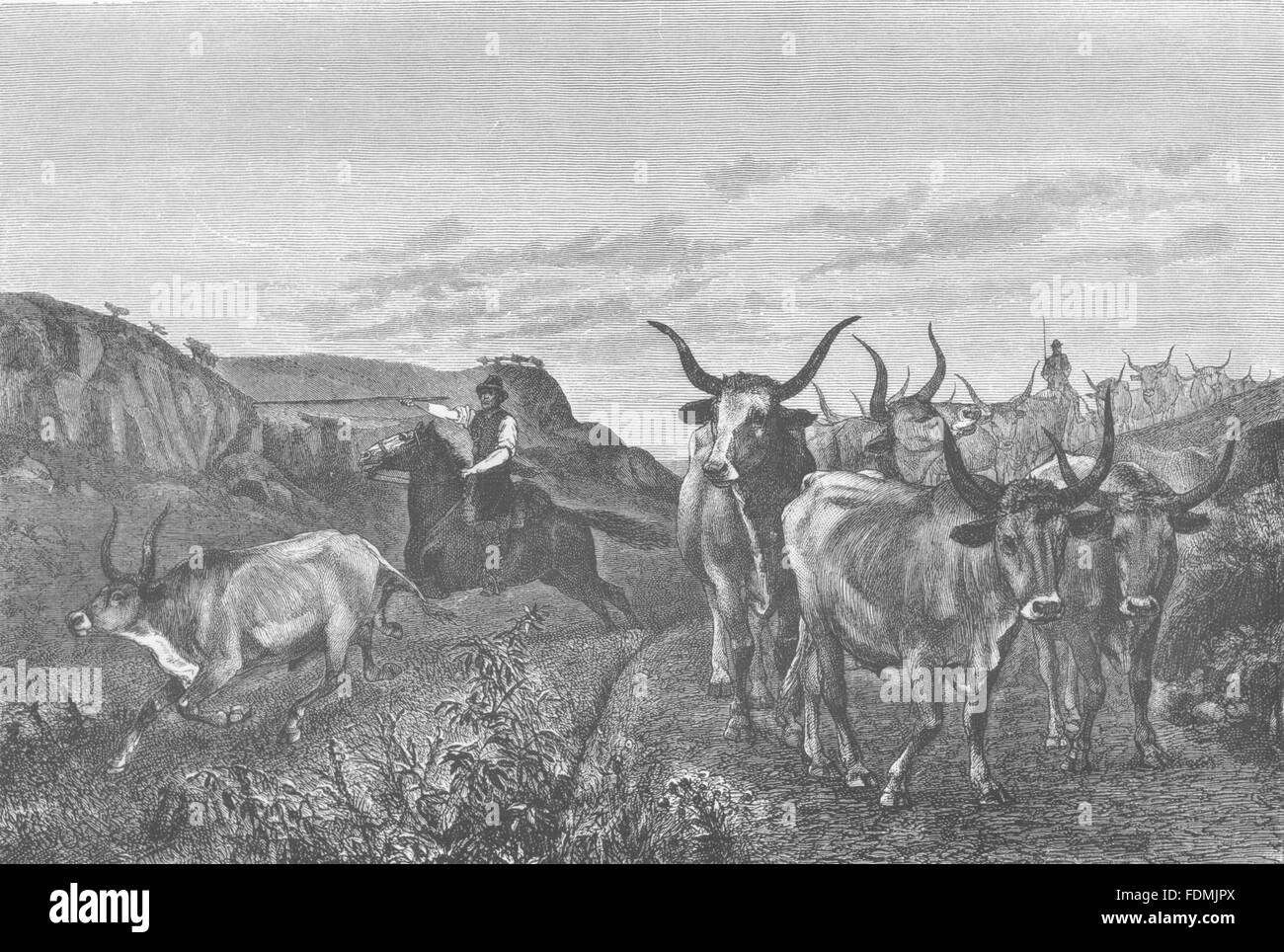 ROME: Roman Campagna: Herdsman in the Campagna, antique print 1877 Stock Photo