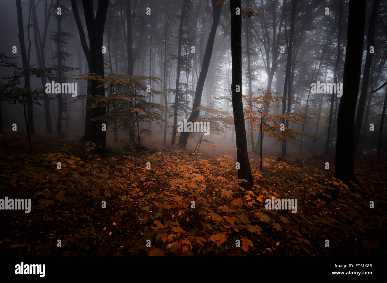 Red forest in autumn with mysterious fog Stock Photo