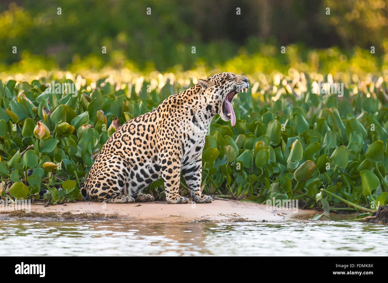 Jaguar on the river Cuiaba Stock Photo