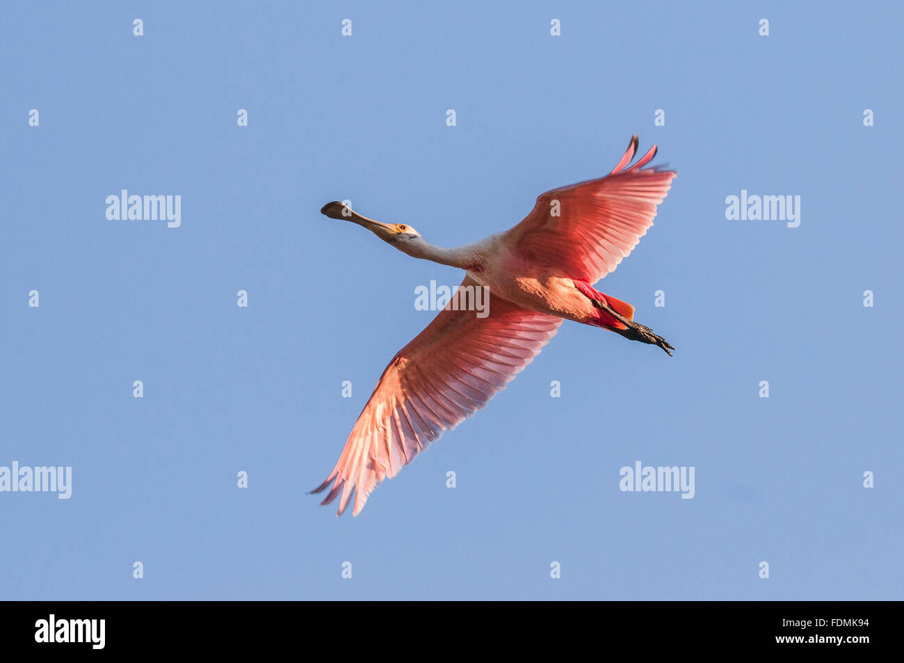 Spoonbill flying over the Park Road Transpantaneira Stock Photo