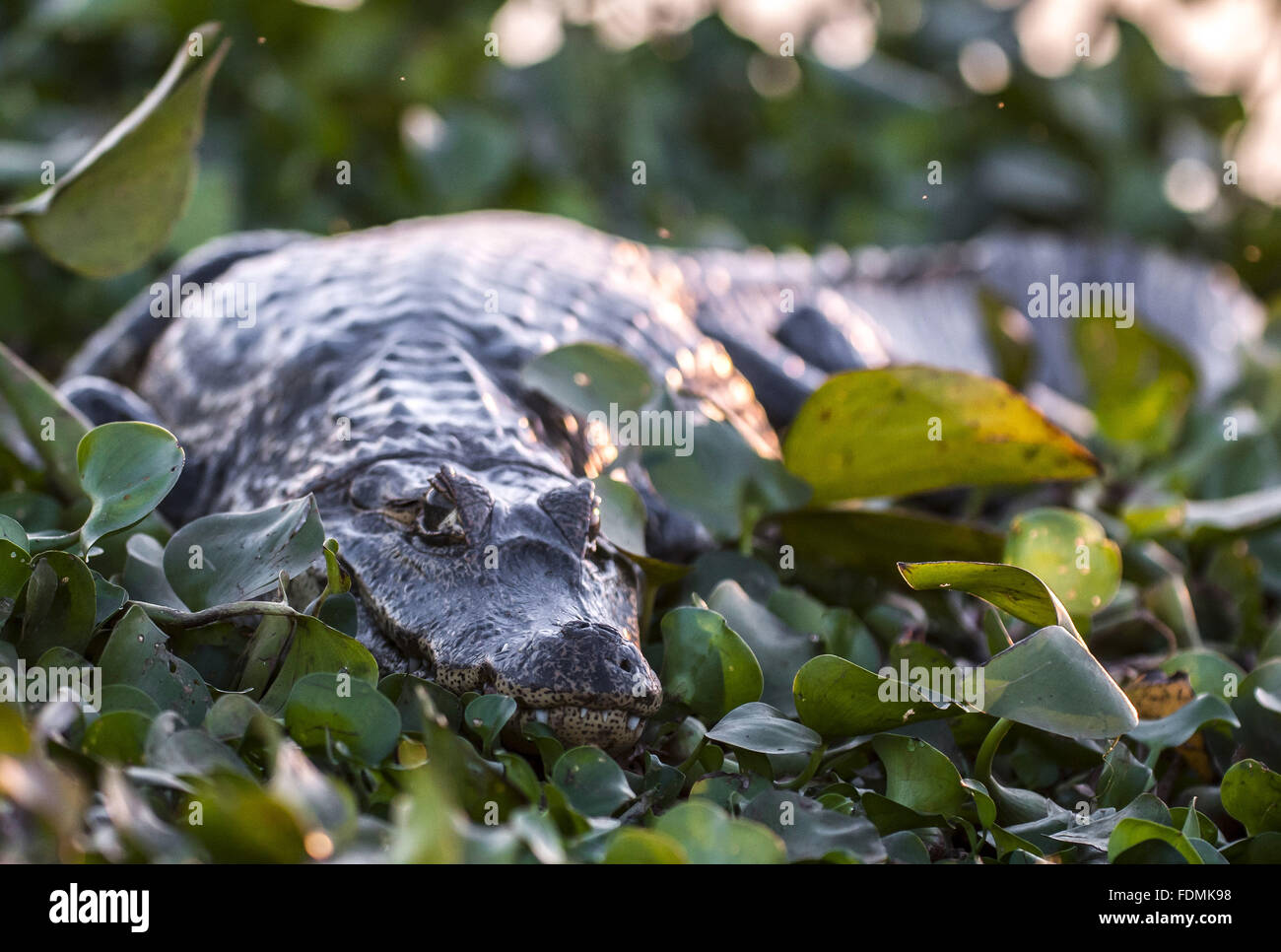 Jacare the marsh - Park Road Transpantaneira Stock Photo