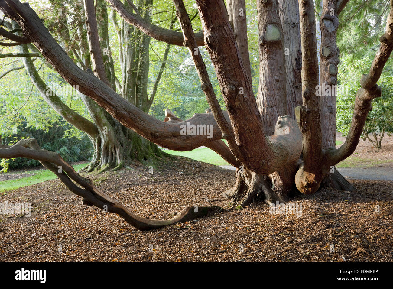 Trees in Carcaddon at Trelissick Garden, Cornwall. Stock Photo