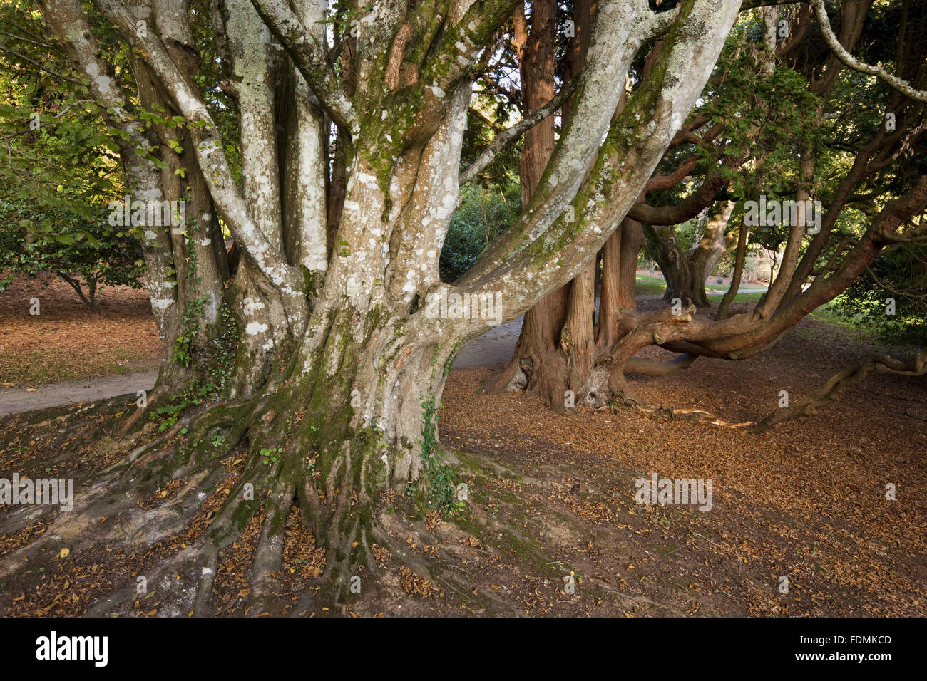 Tree trunks in Carcaddon at Trelissick Garden, Cornwall. Stock Photo