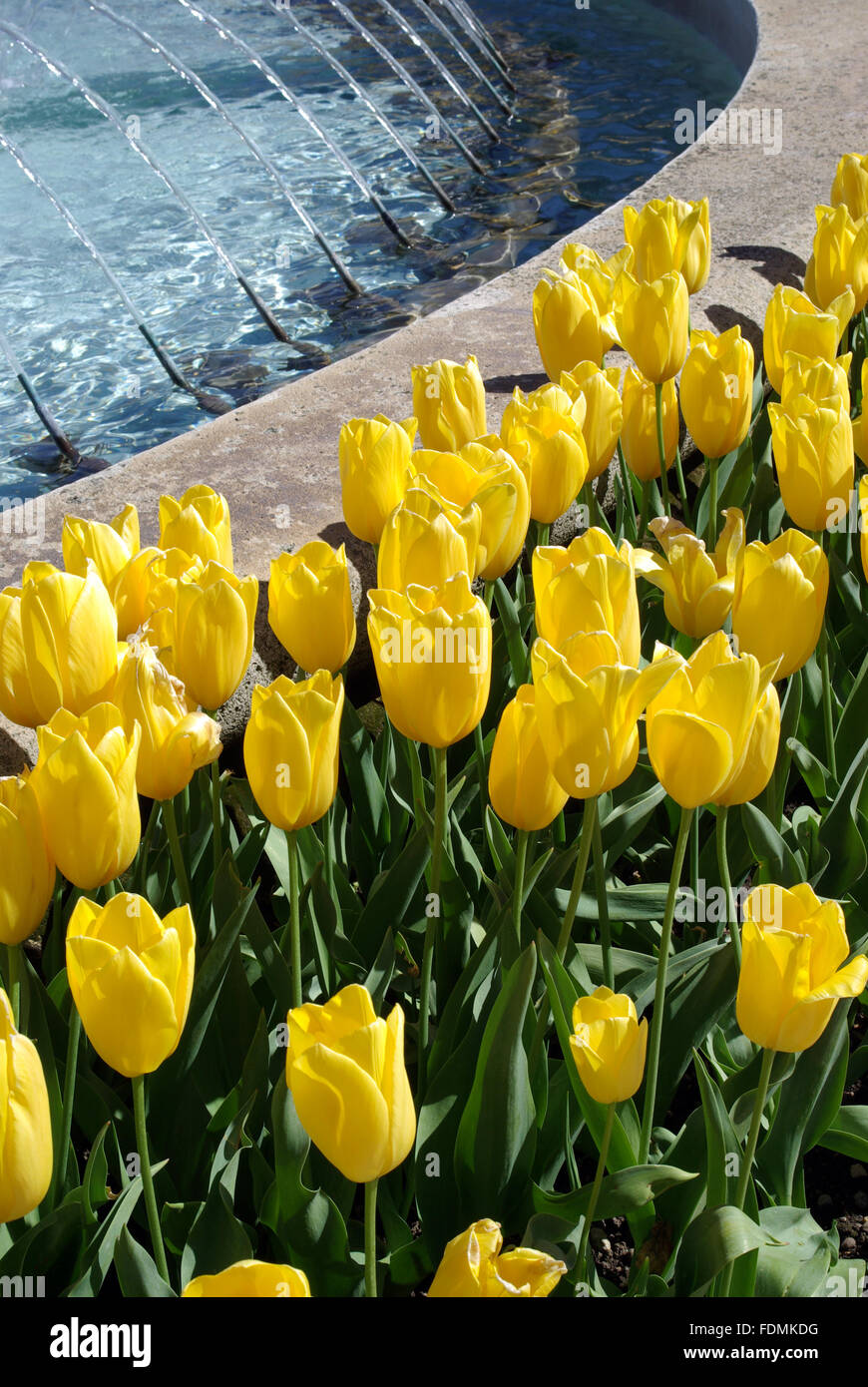 Beautiful flower bed of tulips Stock Photo - Alamy