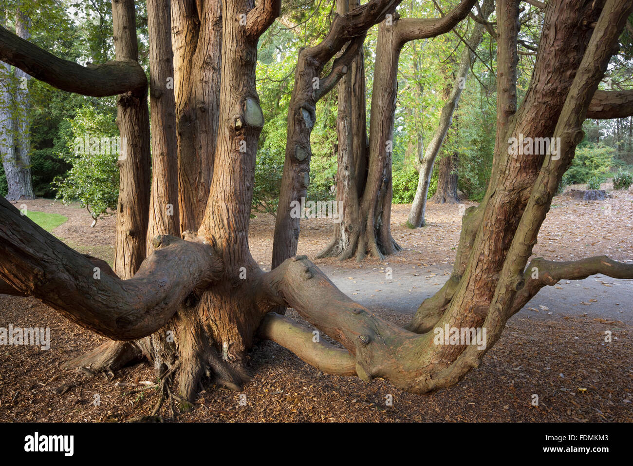 Tree trunks in Carcaddon at Trelissick Garden, Cornwall. Stock Photo