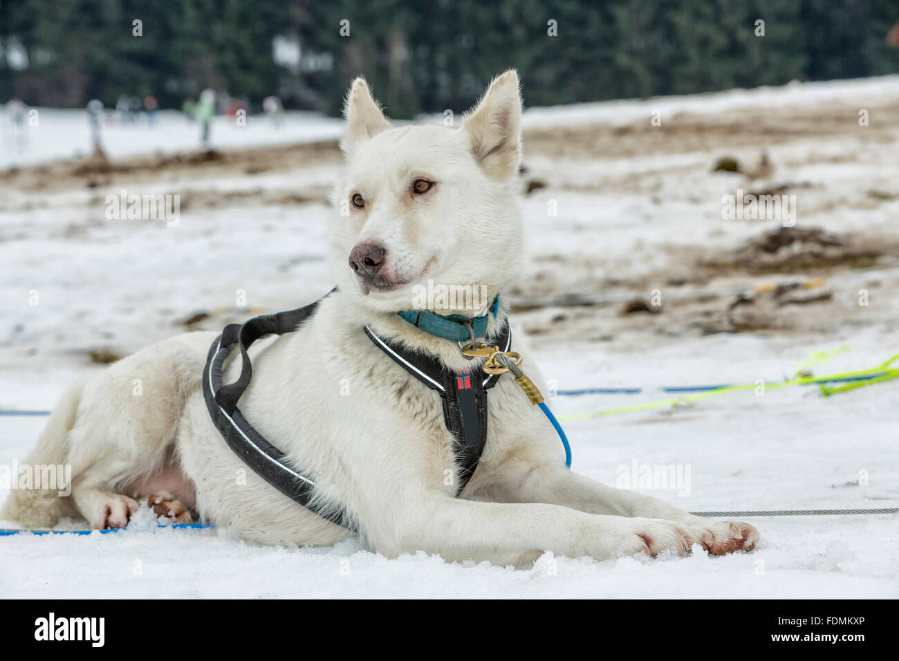 Husky portrait. Racing siberian husky dog lying in the snow after the ...