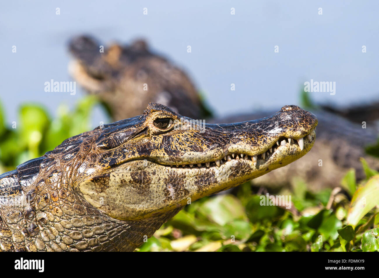 Jacare the marsh - Park Road Transpantaneira Stock Photo