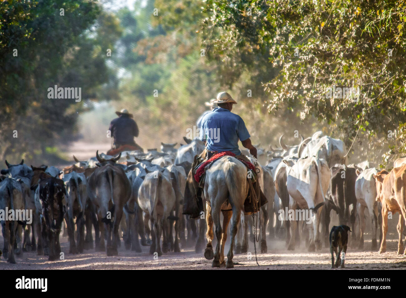 Entourage of cattle in MT-060 Transpantaneira Stock Photo