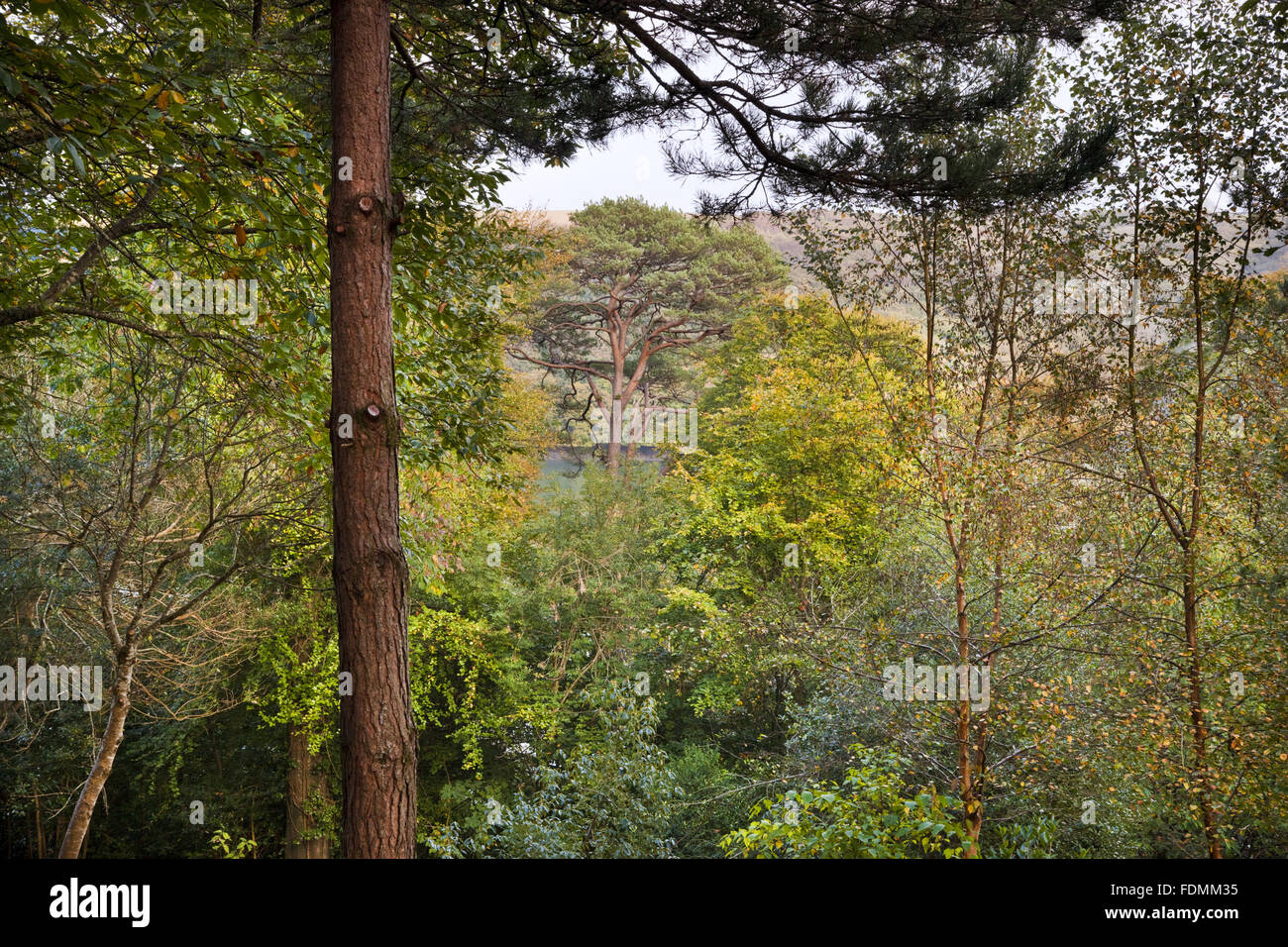 Looking towards The River Fal from Trelissick Garden, Cornwall. Stock Photo