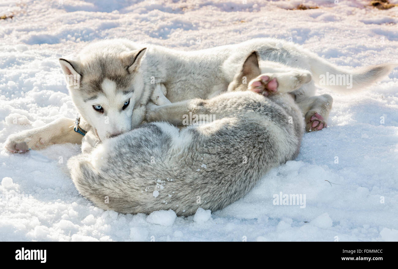 Two playing siberian husky dogs outdoor on the snow Stock Photo - Alamy