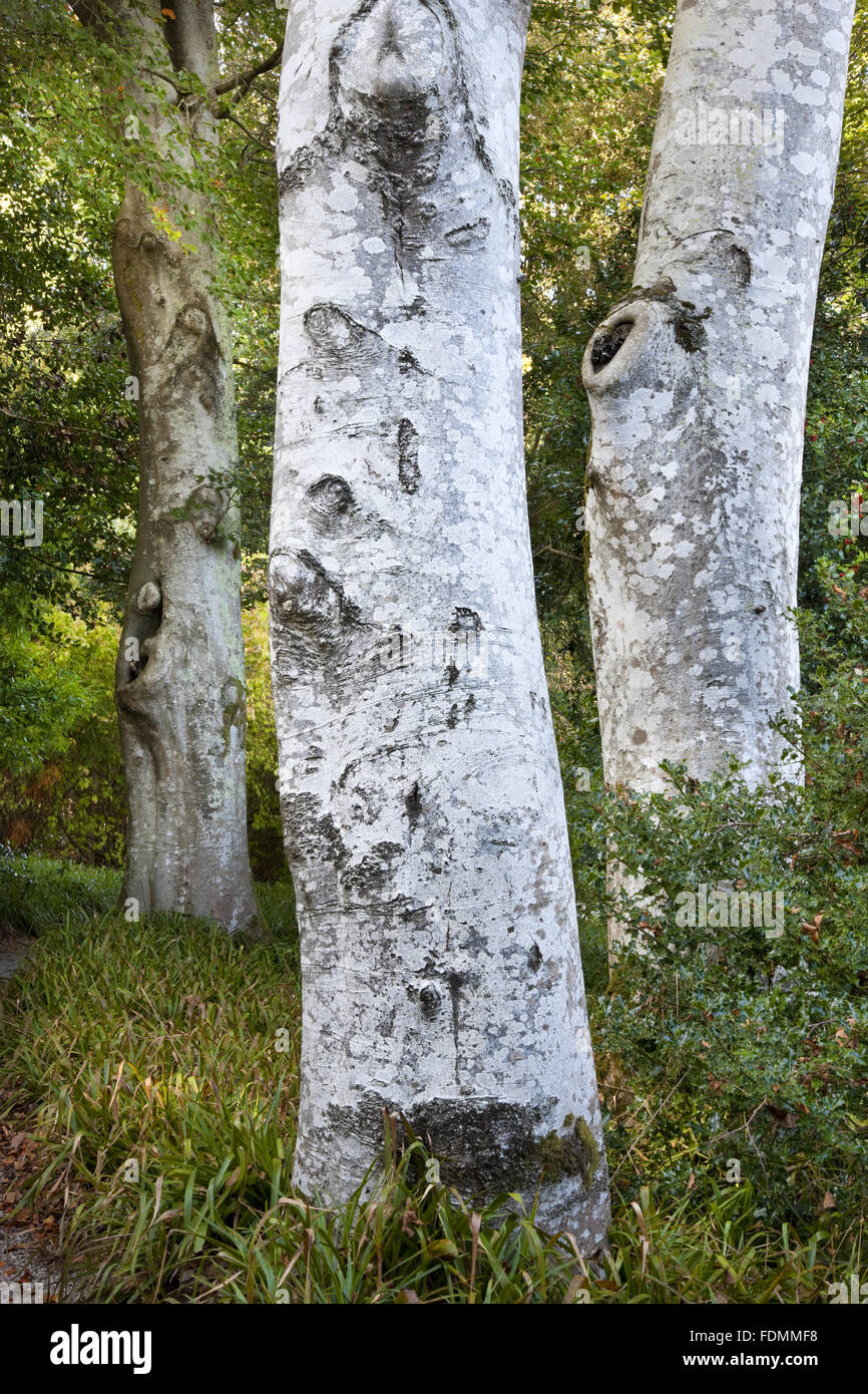 Birch trees at Trelissick Garden, Cornwall. Stock Photo