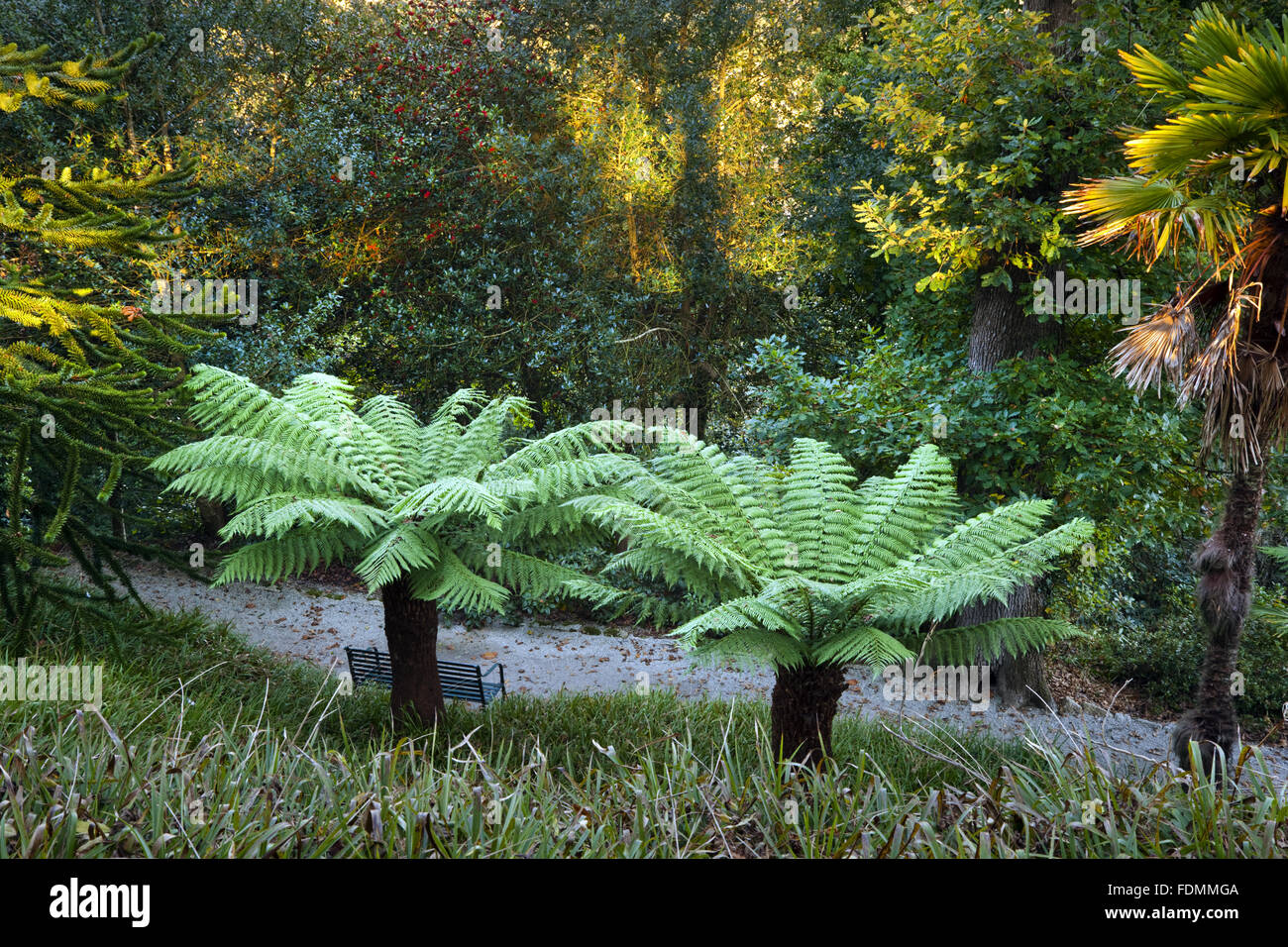 Tree ferns in October near the Celtic Cross at Trelissick Garden, Cornwall. Stock Photo