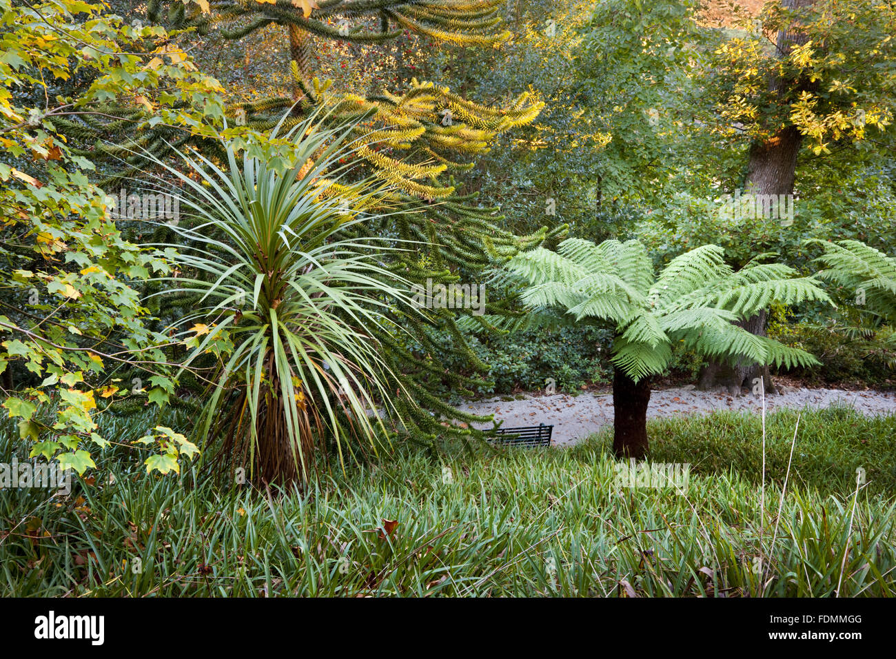 Near the Celtic Cross , in October, at Trelissick Garden, Cornwall. Stock Photo