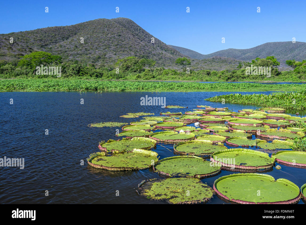 Water lilies in the river in Sierra Amolar - the Pantanal National Park Stock Photo