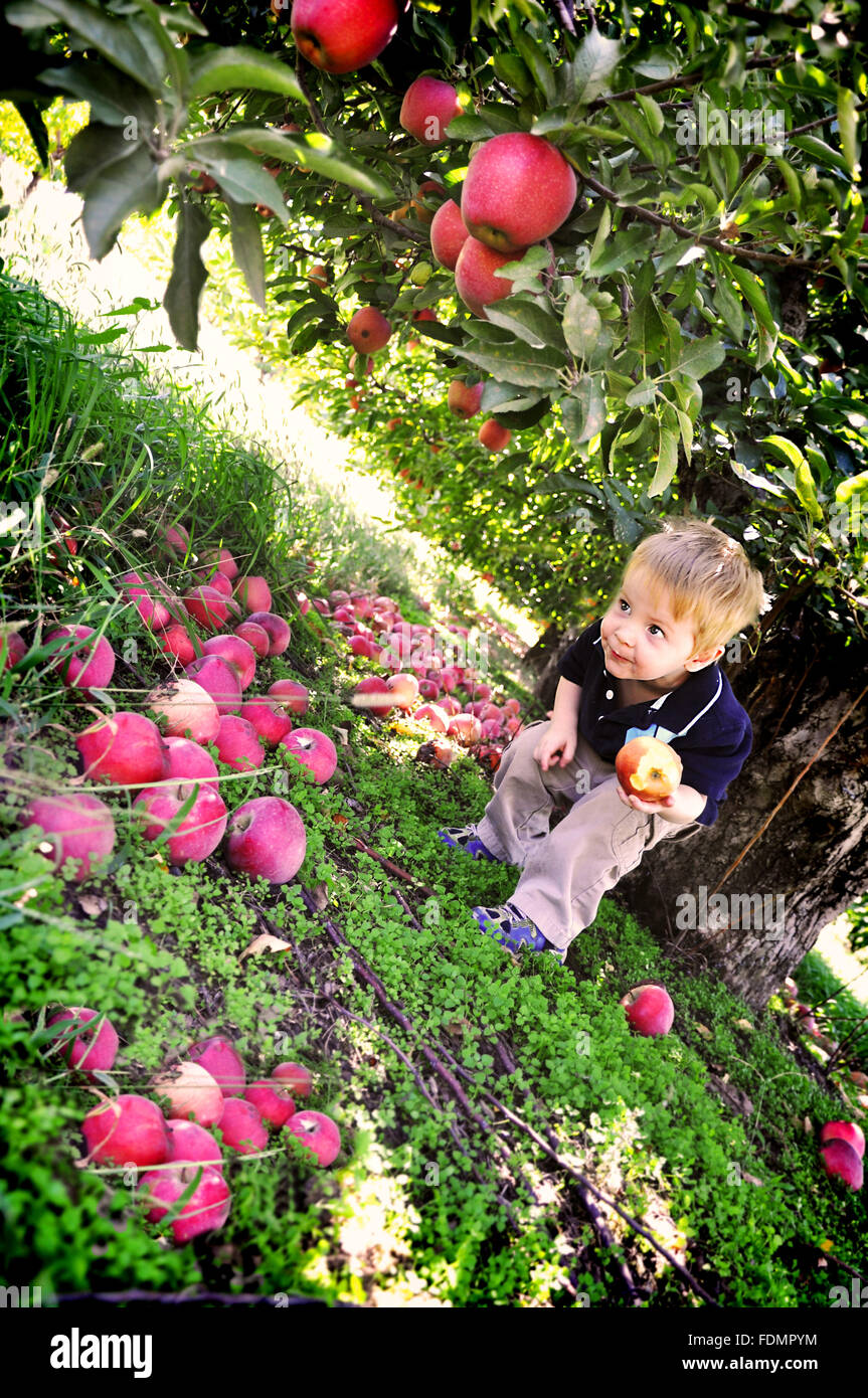 Child under apple tree eating apple Stock Photo Alamy