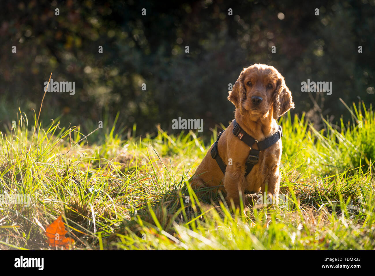 A red Cocker Spaniel sits in tall grass. Stock Photo