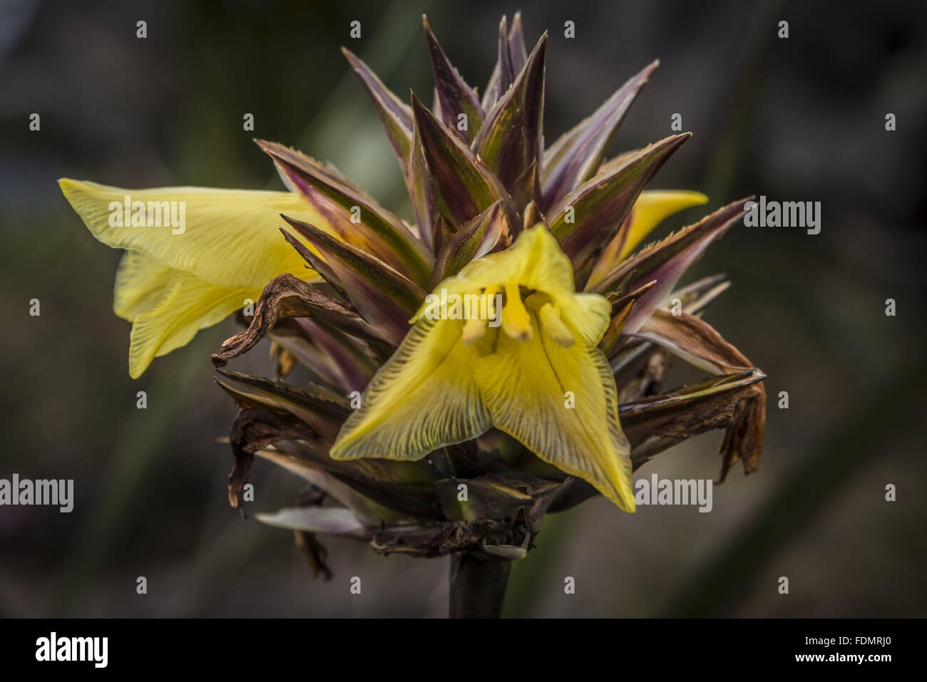 Endemic plant - Mount Roraima National Park Stock Photo - Alamy