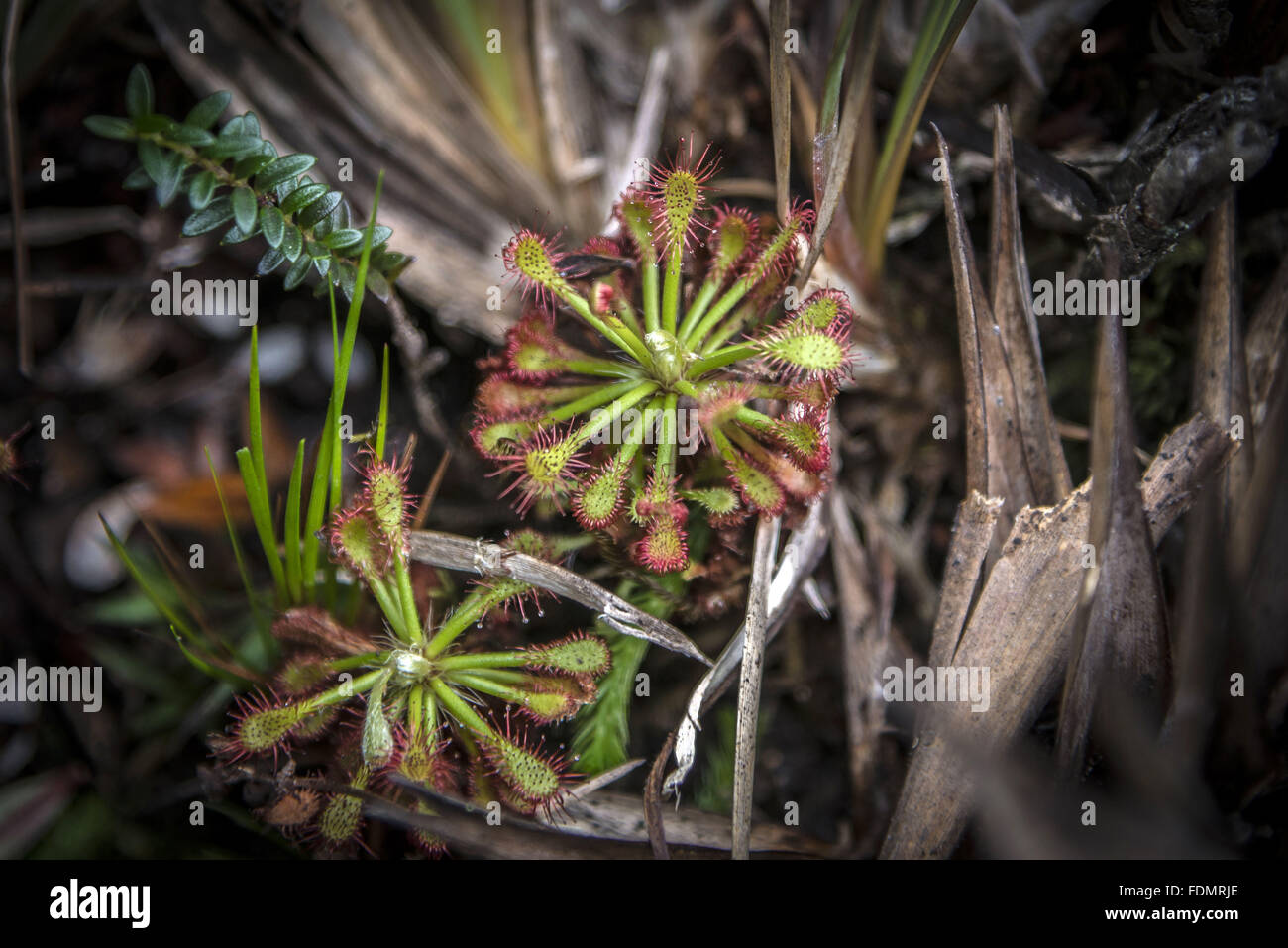 Insectivorous plant endemic - Mount Roraima National Park Stock Photo