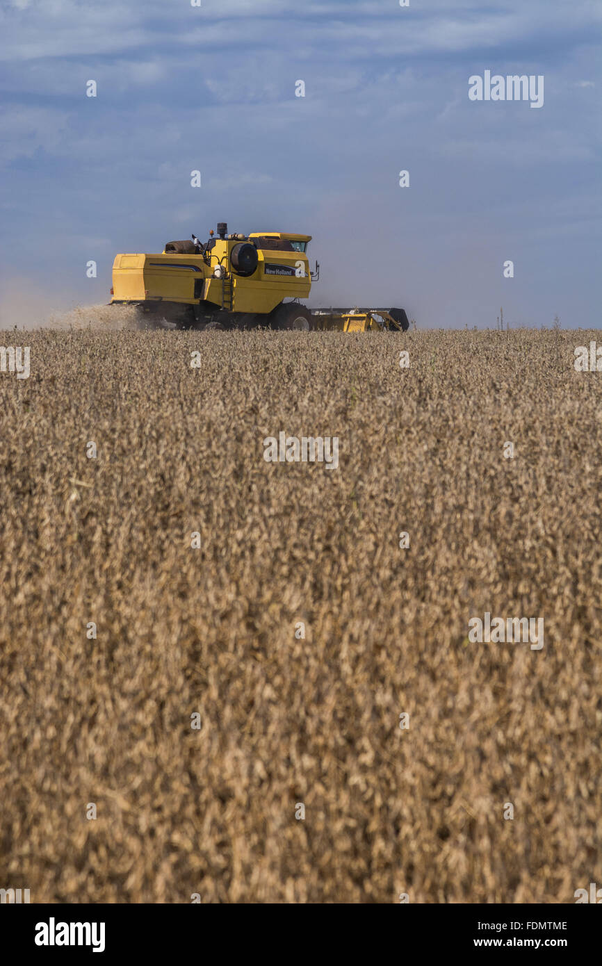 Mechanical harvesting of transgenic soybeans Stock Photo Alamy