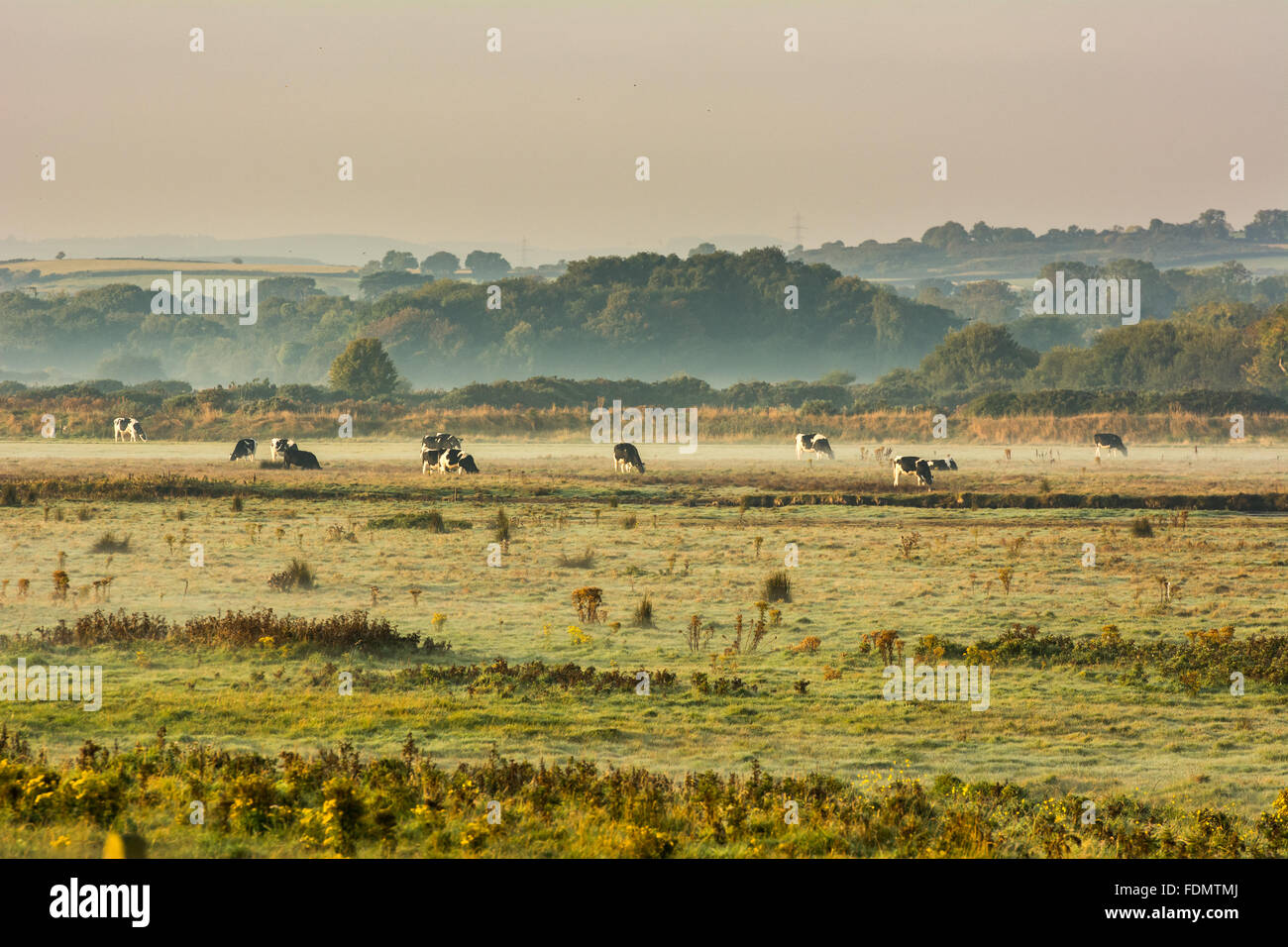 Cattle grazing on a misty green field in Ireland Stock Photo