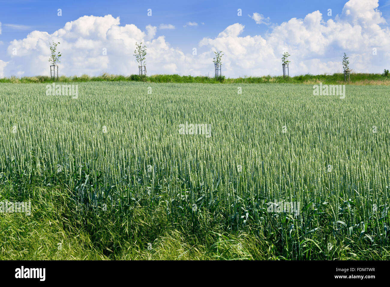 wheat field with a alley in the summer Stock Photo - Alamy