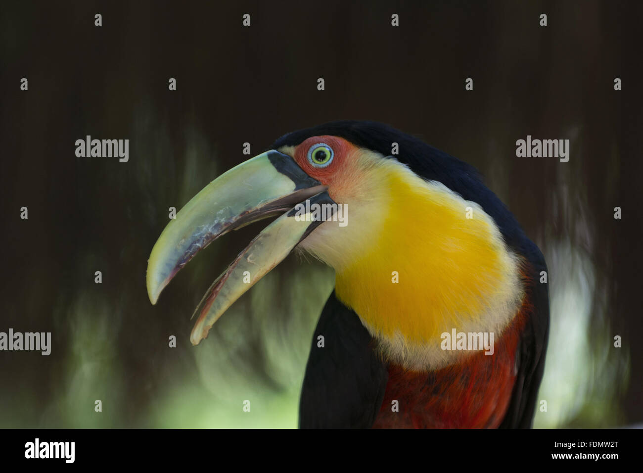 Close toucan-of-billed green on Bird Park Stock Photo