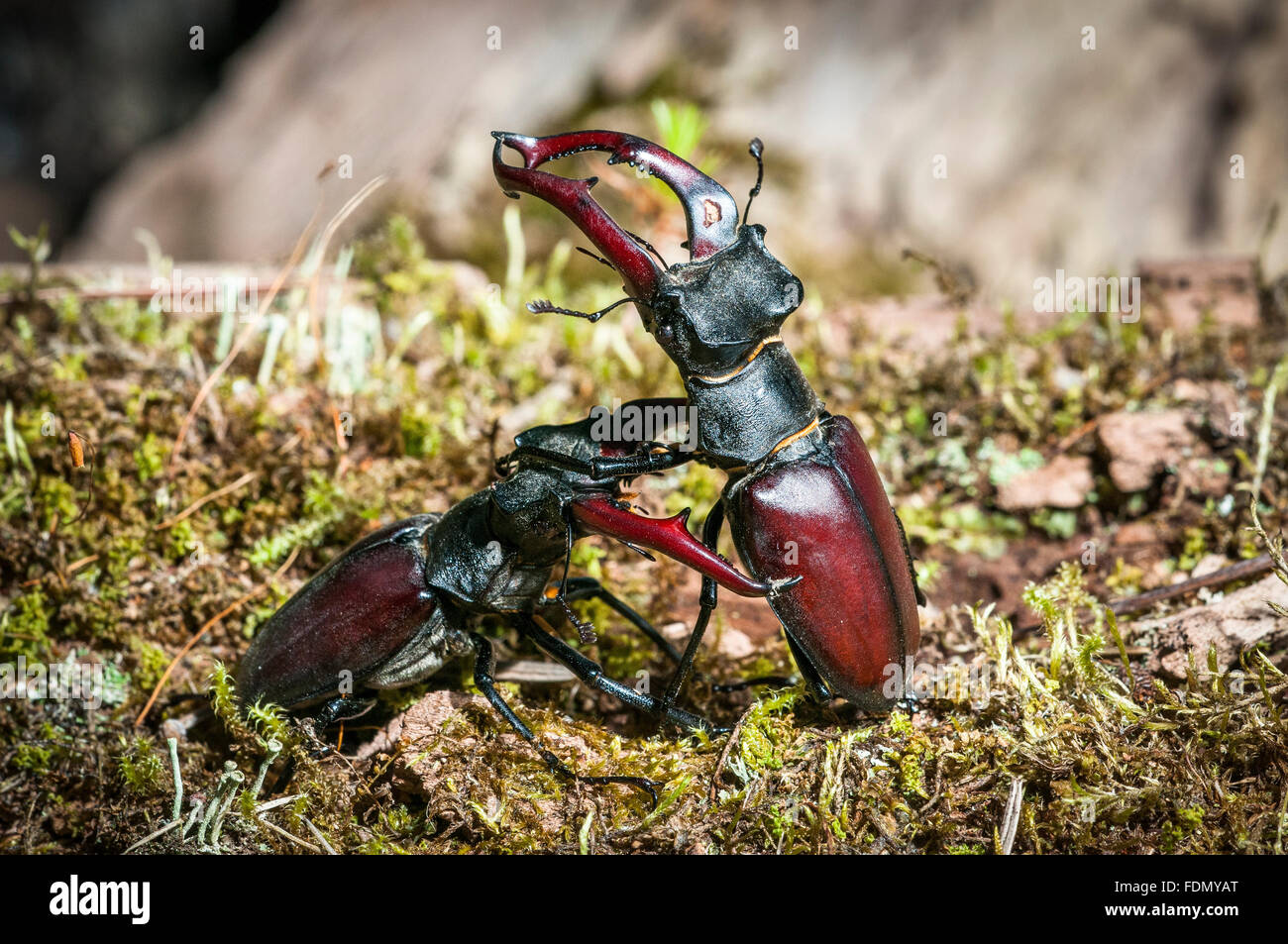 Stag beetles (Lucanus cervus), males fighting, Tauersche Eichen Nature Reserve, Brandenburg, Germany Stock Photo