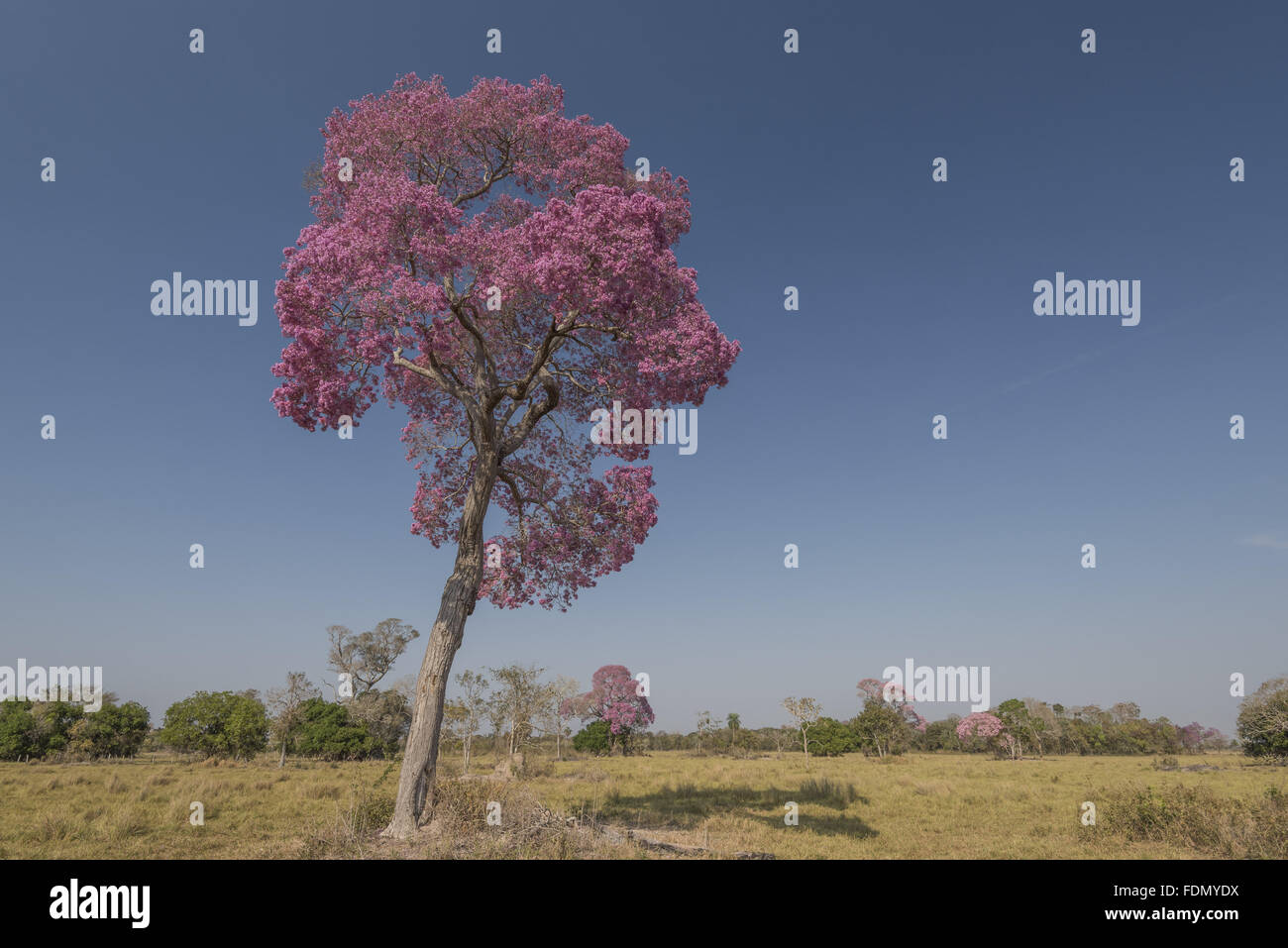 Árvores de ipê-roxo em floração no alto Pantanal Stock Photo - Alamy