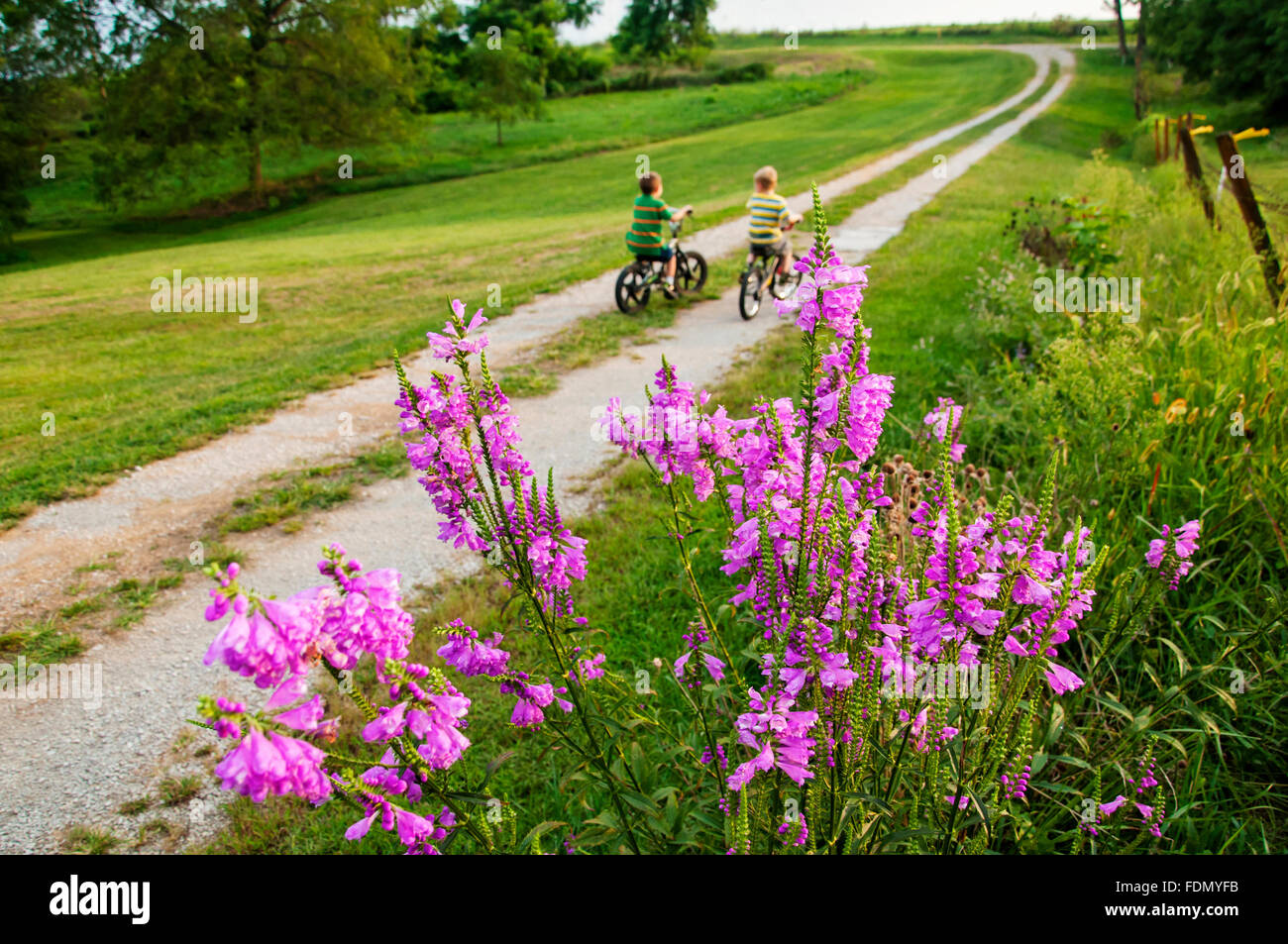 Two children riding bikes on country lane with purple wildflowers in foreground Stock Photo