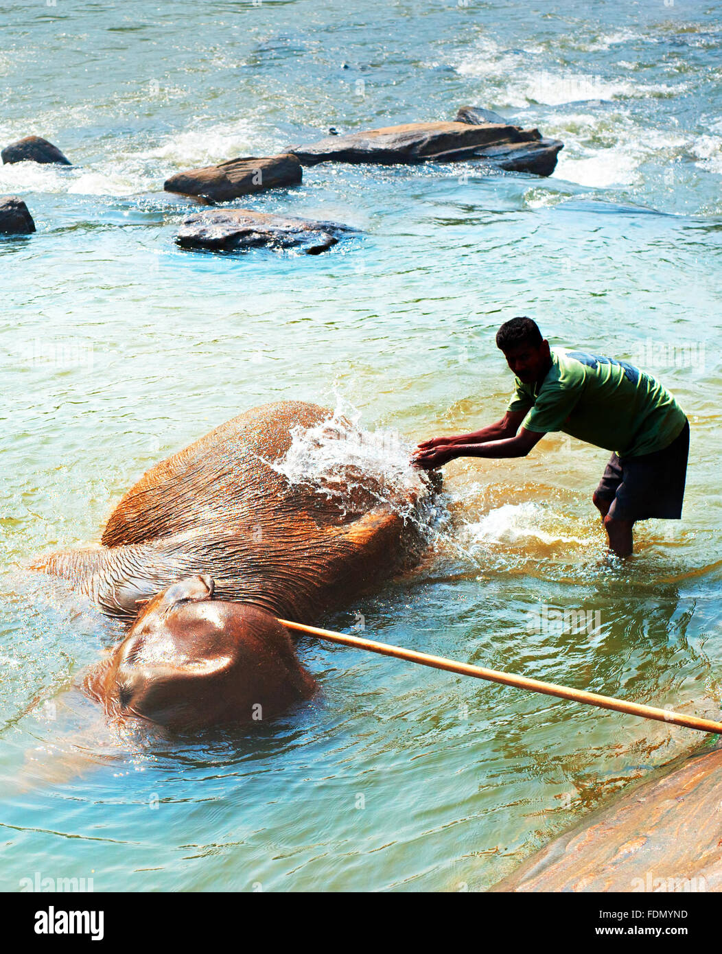 Elephant bathing in the river in the bright sunny day. Sri Lanka Stock Photo