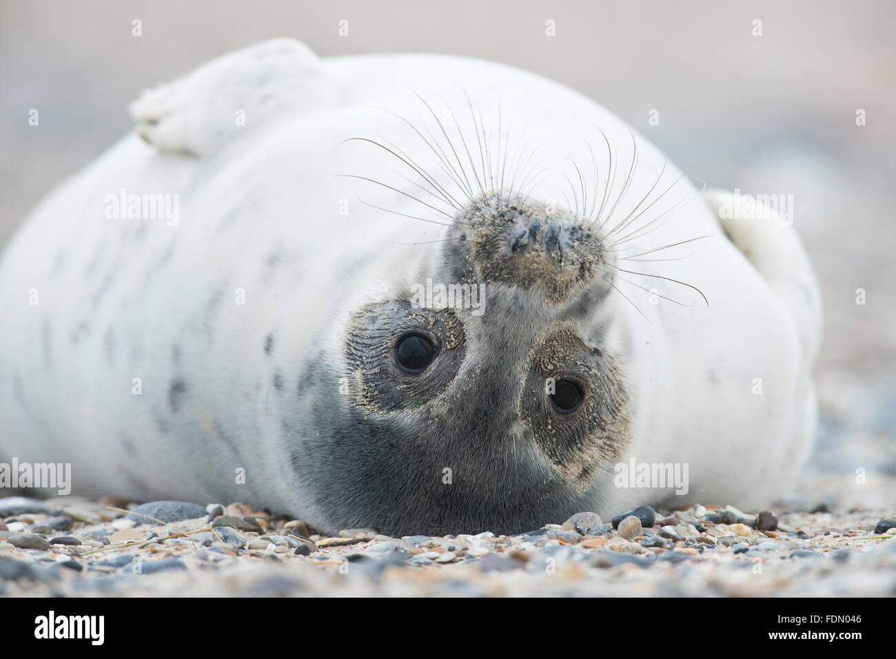 Young grey seal (Halichoerus grypus) lying on back, Heligoland, Schleswig-Holstein, Germany Stock Photo