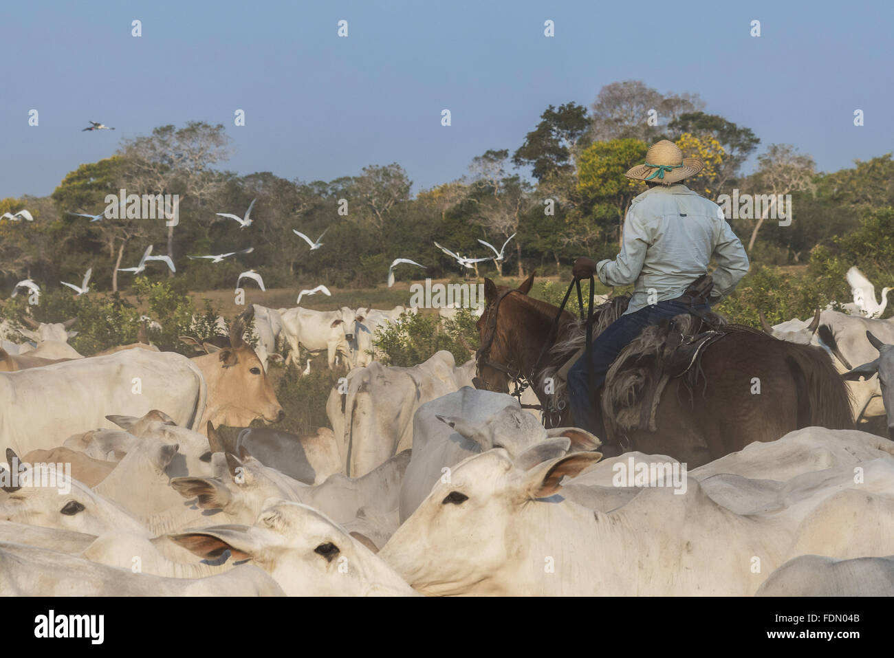 Peão boiadeiro tangendo gado nelore em fazenda - Pantanal Sul, Pulsar  Imagens