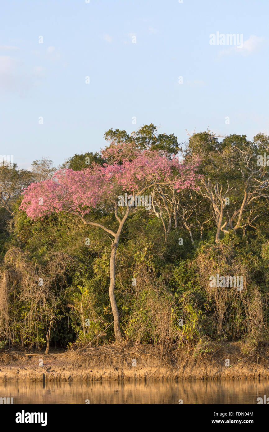 Árvore de ipê-roxo em floração na margem do rio Paraguai - Estação  Ecológica de Taiamã Stock Photo - Alamy