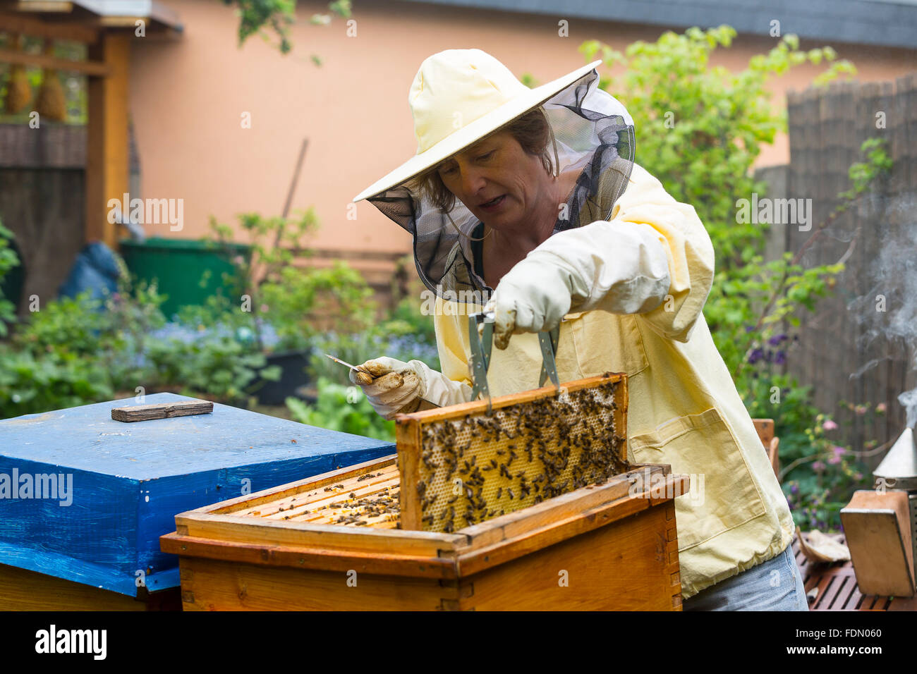 Beekeeper tending beehive, European honey bees (Apis mellifera), Germany Stock Photo