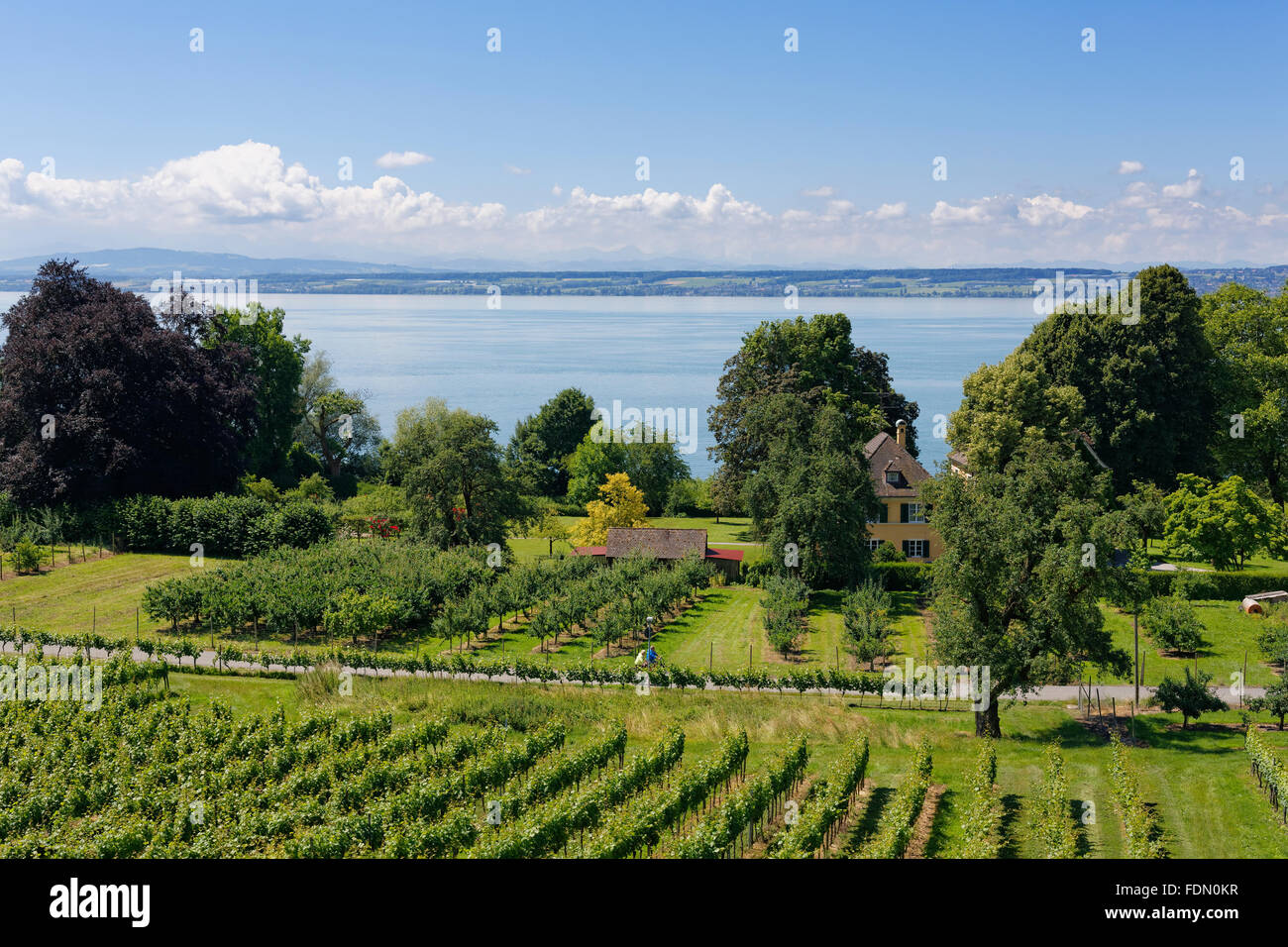 Vineyards and Lake Constance, Hagnau am Bodensee, Bodenseekreis, Upper Swabia, Baden-Württemberg, Germany Stock Photo