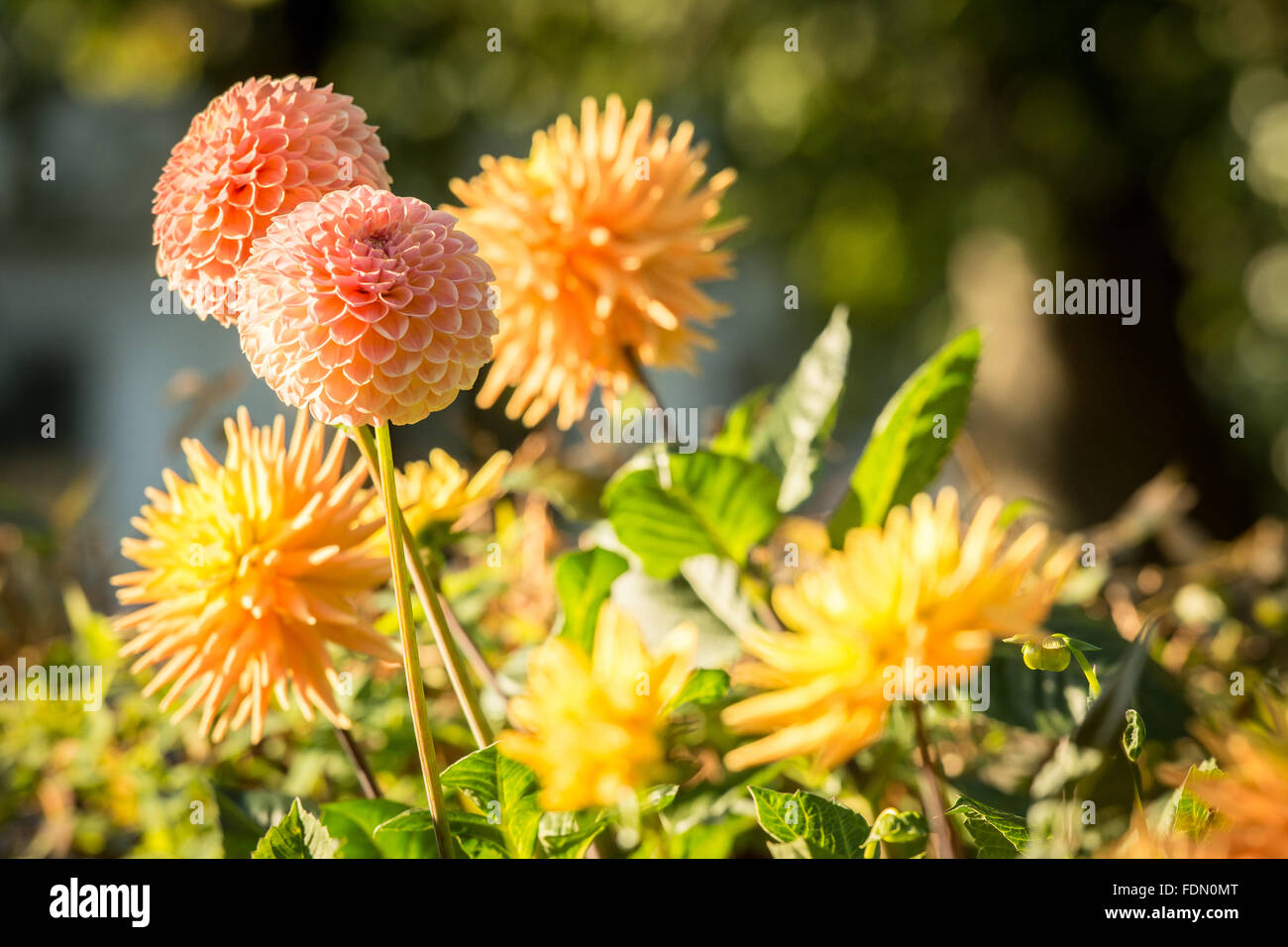 Pink Dahlias High Resolution Stock Photography and Images - Alamy