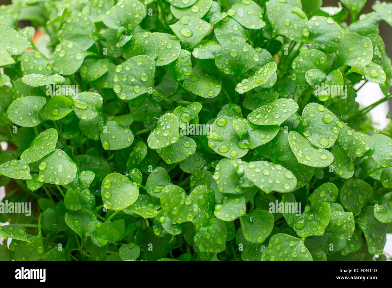 Indian lettuce, also spring beauty, winter purslane or miner's lettuce (Claytonia perfoliata), raindrops Stock Photo