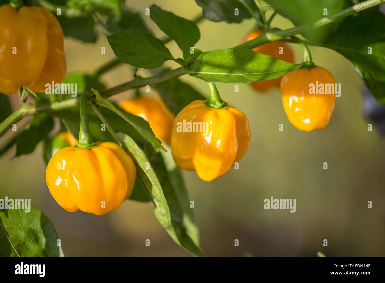 Yellow lantern chili capsicum chinense hires stock photography and images Alamy