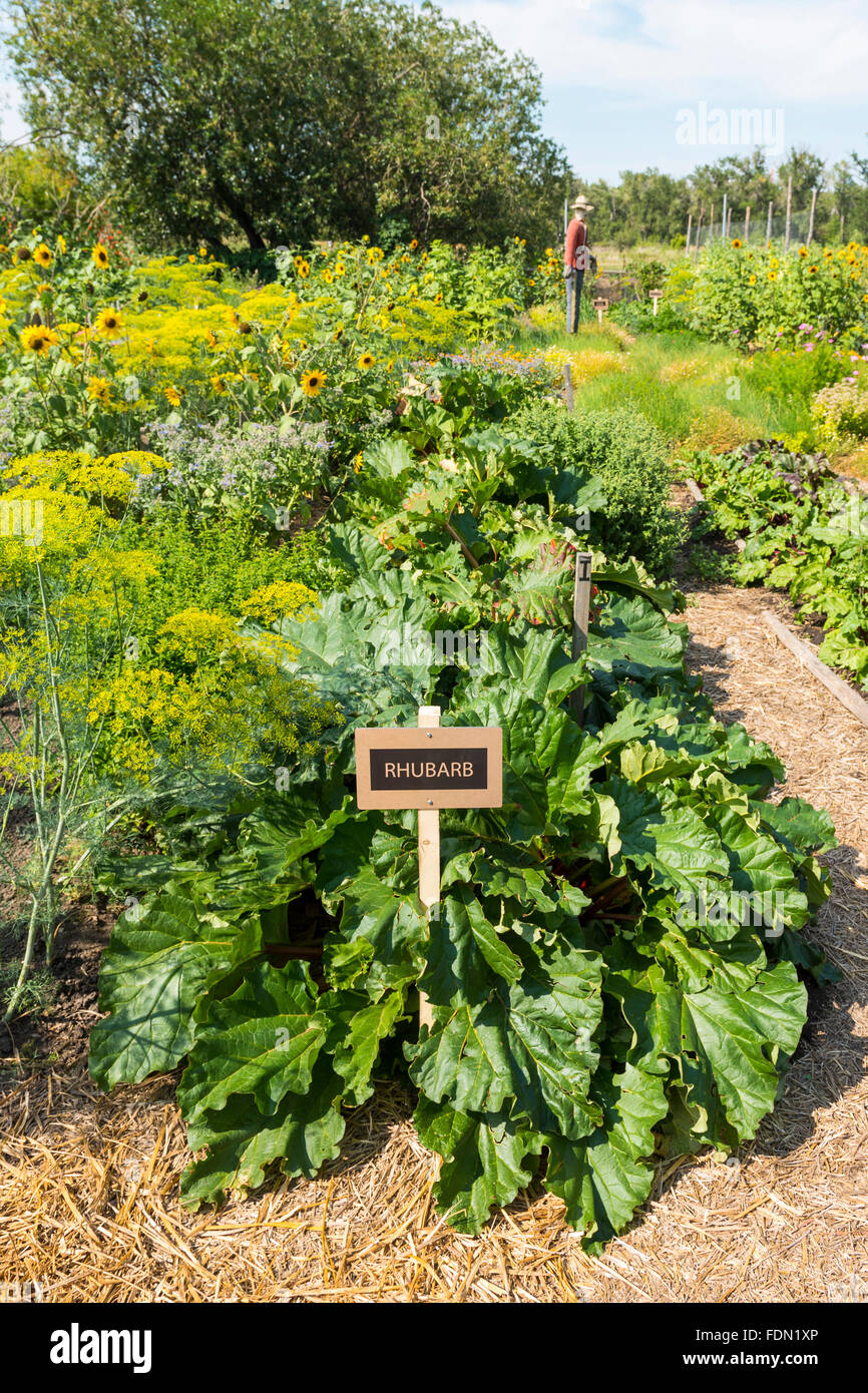 Row of rhubarb plants in a community garden, Calgary Alberta, Canada Stock Photo