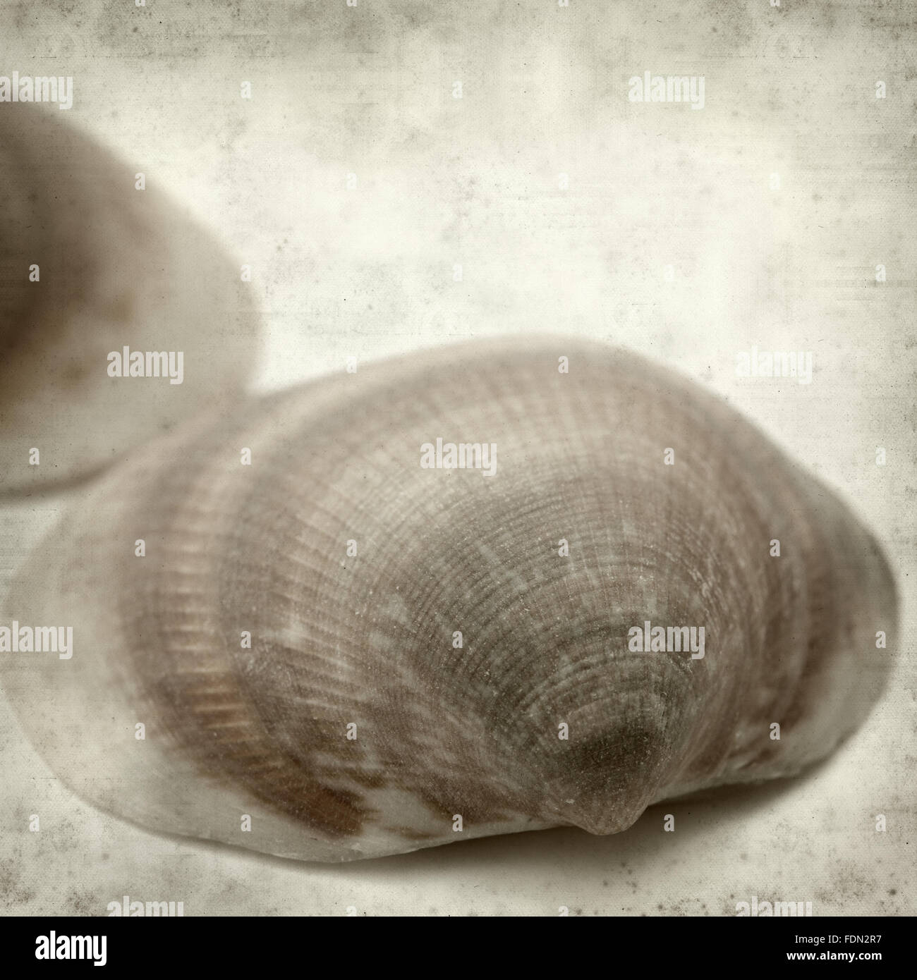 textured old paper background with clam shell Stock Photo - Alamy